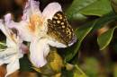 Speckled_Wood_Butterfly.jpg
