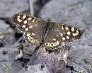 Speckled_wood.JPG