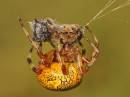 Spider-05a.jpg