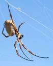 Spider-3.jpg