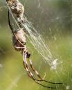Spider-4.jpg
