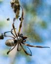 Spider-_-the-fly.jpg
