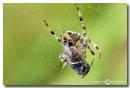 Spider-and-meal.jpg