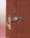 Spider080407-005.jpg