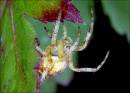 Spider111.jpg