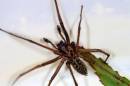 Spider8.jpg