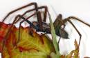 Spider_11.jpg