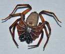Spider_22.jpg
