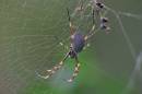 Spider_2895.jpg