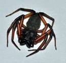 Spider_B.jpg