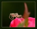 Spider_D_600_Sigma_105_Macro_052816_9169.jpg