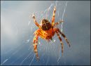 Spider_Web_on_Glass.jpg