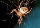 Spider_at_lunch.jpg