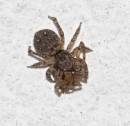 Spiders180706-014.jpg