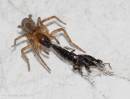 Spiders180706-022.jpg