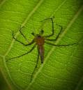 Spikey_Spider.jpg