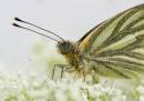 Stacked-Image--Green-veined-butterfly.jpg