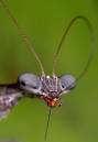 Stick_Bug_0161.jpg