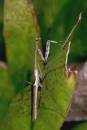Stick_Bug_0241.jpg