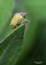 Stink_Bug_Nikon_600_Sig_105_2_8_macro_ff_dif_20200606-DSC_7905.jpg