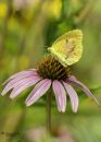 Sulphur_ND_600_Sig_105_2_8_macro_ff_dif_20200726-DSC_8659.jpg