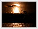 Sunset_mosquito_18_10.jpg