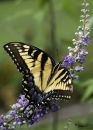 Swallowtail_ET_N_600_Sig_105_2_8_macro_ff_dif_20200801-DSC_8722.jpg