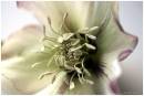 THE_FLOWER_WITHIN_.jpg