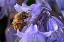 Tawny_Mining_Bee.jpg