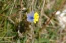 The_common_blue.jpg