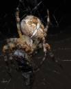 The_spider_and_the_fly001.jpg