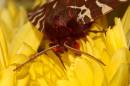 Tiger_Moth_fullframe.jpg