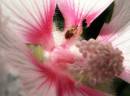 Tiny_Beetle_Inside_A_Flower.jpg