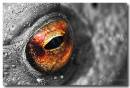 Toad-eye-close-up-B_W.jpg