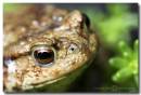 Toad.jpg