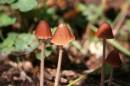 Toadstools4.JPG