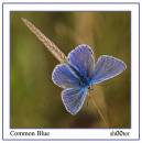/gallery/data/514/thumbs/Top_view_common_blue.jpg