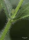 Tree_hopper_Nikon_600_Sig_105_2_8_macro_ff_dif_20200606-DSC_7855.jpg