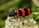 Trichodes_apiarius_1V.jpg