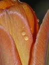 Tulip1.jpg