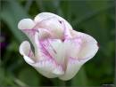 UNFOLDING_TULIP_.jpg