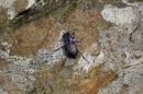 Violet_Ground_Beetle_1.jpg