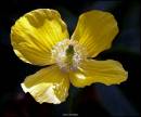 WELSH_POPPY_.jpg