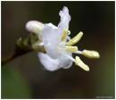 WINTER_HONEYSUCKLE_.jpg