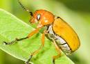 WP-Insect-001.jpg