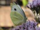 WPF_nice_butterfly.jpg