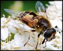 Wasp1_.jpg