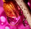 Water_drop_on_an_Orchid_bud_.jpg