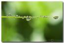 Water_droplets_on_leaf.jpg