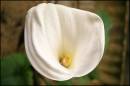 White-Flower.jpg